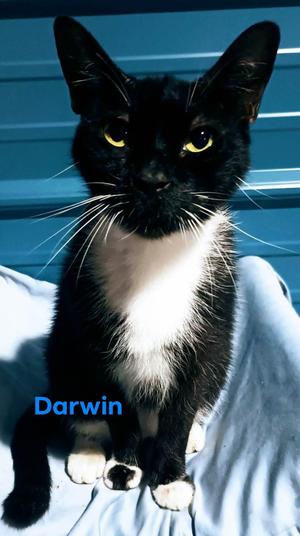 Darwin, senior, available for adoption