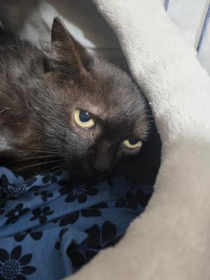 Cosmos, adult, available for adoption
