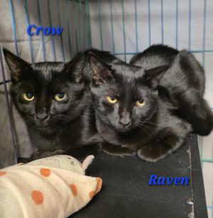 Crow, young, available for adoption