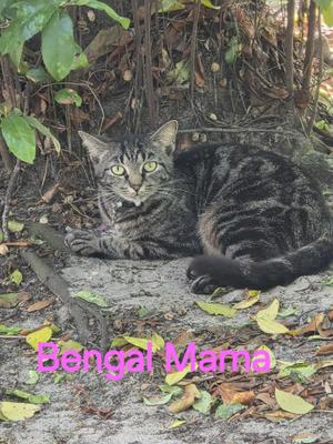 A tabby cat lying on the ground surrounded by leaves and foliage. The cat has a striped pattern and is looking directly at the camera. The text "Bengal Mama" is written in pink at the bottom of the image.