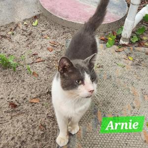 A black and white cat named Arnie standing on a concrete surface with a pink circular object in the background.