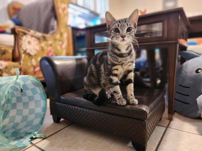 Chalupa, adult, available for adoption