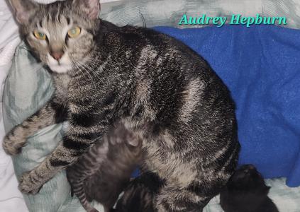 Audrey Hepburn, young, available for adoption