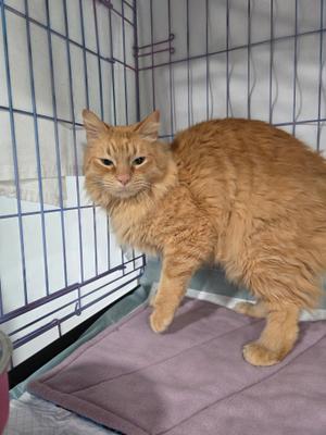 Adolf, adult, available for adoption