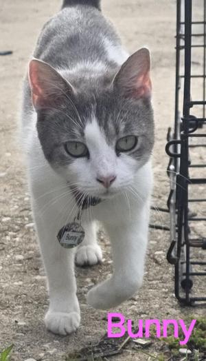 A gray and white cat named Bunny walking on a gravel path, with a metal cage in the background.