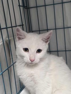 White cat sitting in a cage