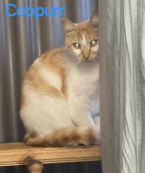 A ginger and white cat sitting on a wooden surface, with a curtain in the background.