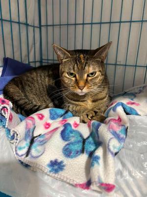 Basil, adult, available for adoption