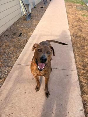 Hercules, Doberman Pinscher / Pit Bull Terrier, young, available for adoption