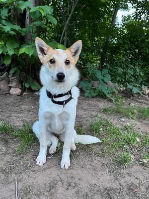 AD Foxy, Australian Cattle Dog / Blue Heeler / Mixed Breed, young, available for adoption