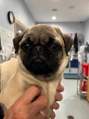 KK2 Otis, Pug, puppy, available for adoption