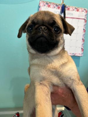 KK1 Dory, Pug, puppy, available for adoption
