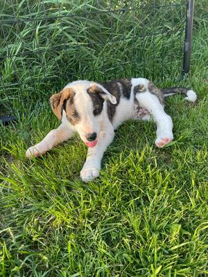 N4 Toad, Great Pyrenees / Collie, puppy, available for adoption