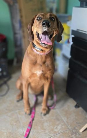 Roo, Hound / Cocker Spaniel, adult, available for adoption