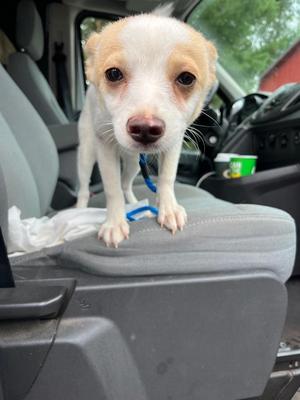 AD Indy, Australian Shepherd / Pomeranian, puppy, available for adoption
