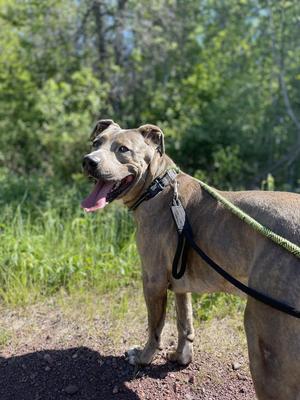 Ole Blue, Pit Bull Terrier / Mixed Breed, adult, available for adoption