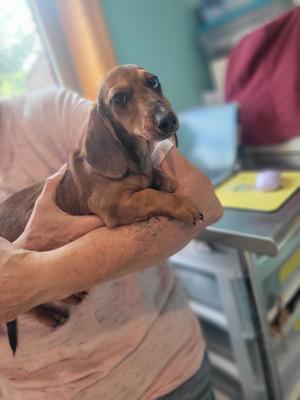 A person holding a small brown dog with long ears and a black nose. The dog is being held in the person's arms, and the background appears to be an indoor setting with some furniture and objects.