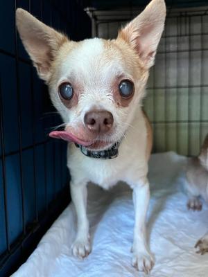 AD Senior Remmington, Rat Terrier, senior, available for adoption