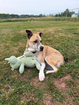 A brown and white dog lying on the grass with a green toy.