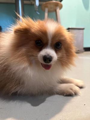 AD Pomeranian Zoey, Pomeranian, adult, available for adoption