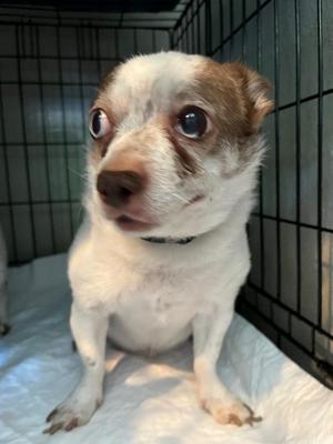 AD Senior Jimmy, Chihuahua, senior, available for adoption