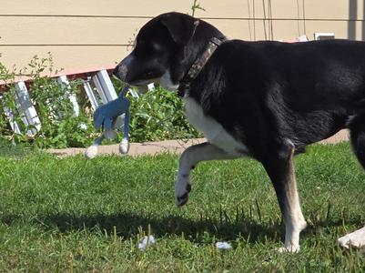 Max, Mixed Breed, young, available for adoption