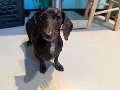 AD Elvira, Dachshund, adult, available for adoption