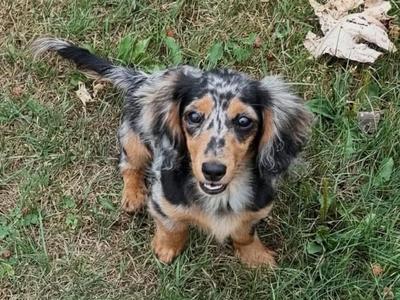 Rainy, Dachshund, puppy, available for adoption