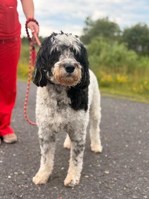 AD Dell, Australian Shepherd / Poodle, adult, available for adoption