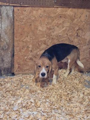 A beagle dog standing on wood chips in a wooden enclosure.