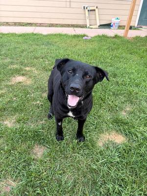 A black dog with a white chest patch is standing on a grassy lawn, looking up with its mouth open and tongue out. The background shows a house with a wooden fence and some outdoor items.