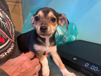 Rosie Waverly, Rat Terrier / Chihuahua, puppy, available for adoption