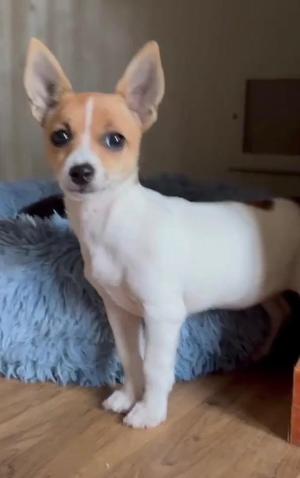 AD1 Nina Fox, Fox Terrier, puppy, available for adoption