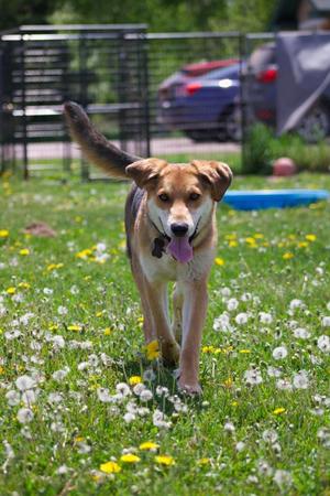 O3 Ryan, Shepherd / Retriever, young, available for adoption