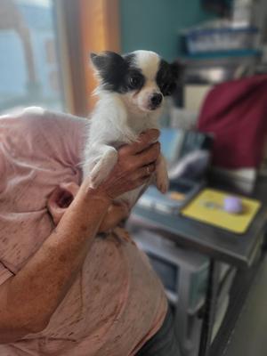 AD Chiffon, Chihuahua, adult, available for adoption