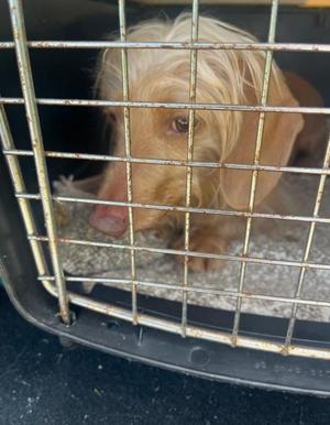 AD Molly, Dachshund, adult, available for adoption