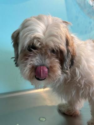 Cola, Mixed Breed, adult, available for adoption