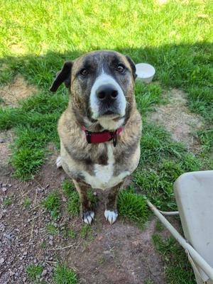 Jerry Turk, German Shepherd Dog / Anatolian Shepherd, adult, available for adoption