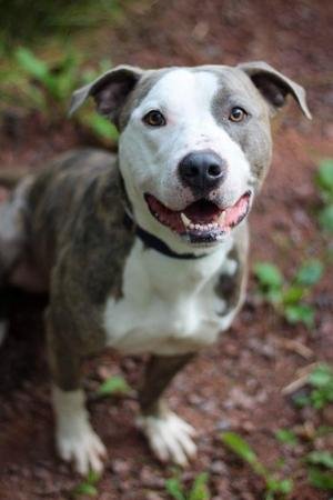 Dio, Terrier / Mixed Breed, adult, available for adoption