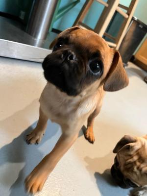 HH2 Larry red pug, Pug, puppy, available for adoption