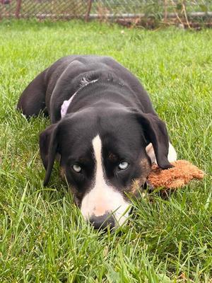 Dahlia, Terrier / Husky, young, available for adoption