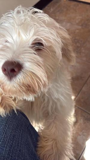 A close-up of a small, fluffy dog with light-colored fur, looking up at the camera.