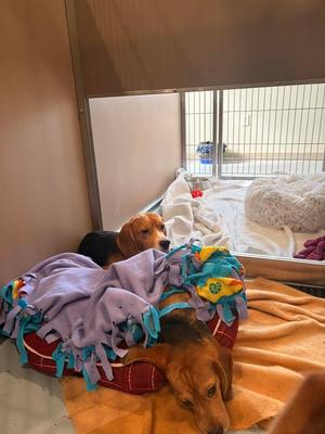 B10 Markie, Beagle, young, available for adoption
