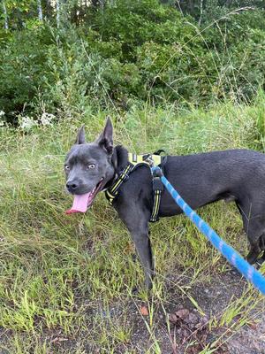 A black dog with a pink tongue sticking out, wearing a yellow and black harness, standing in a grassy area with a blue leash attached.