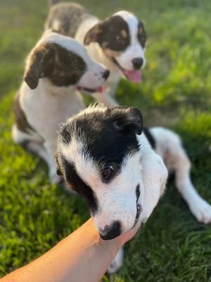 N1 Boo, Great Pyrenees / Collie, puppy, available for adoption