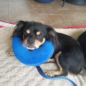 Ozzy, Dachshund / Mixed Breed, adult, available for adoption