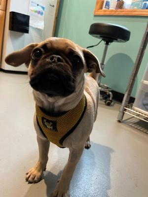 HH3 Moe, Pug, puppy, available for adoption