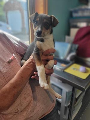 AD Duncan No Nuts, Rat Terrier / Mixed Breed, puppy, available for adoption