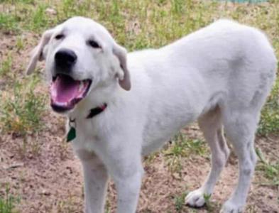 Teddy, Labrador Retriever / Great Pyrenees, young, available for adoption
