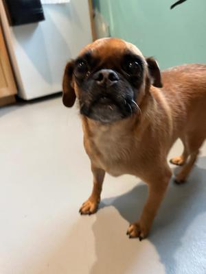 HH1 Curley, Pug, adult, available for adoption